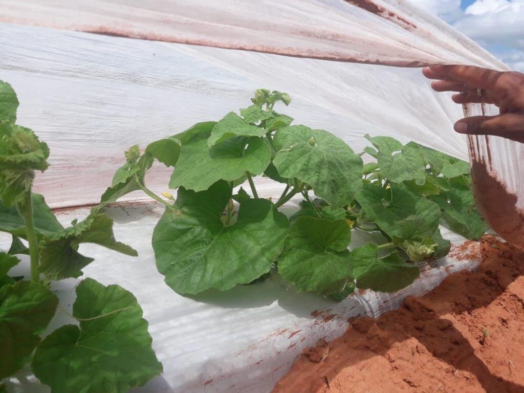 Manta de TNT para Agro